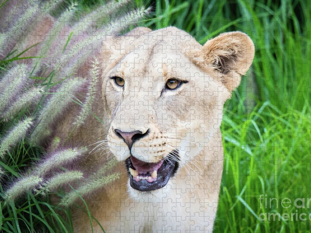 Female Lion Jigsaw Puzzle featuring the photograph Hiding in Grass by Ed Taylor