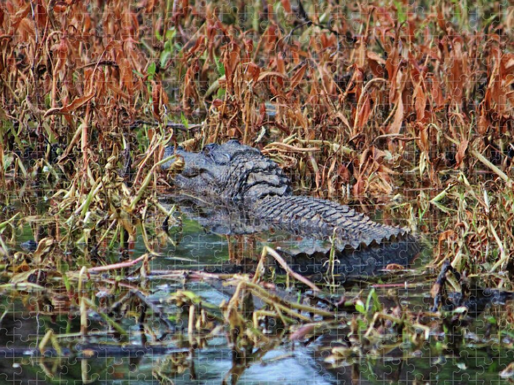 American Alligator Jigsaw Puzzle featuring the photograph Hiding Spot For Alligator by Cynthia Guinn