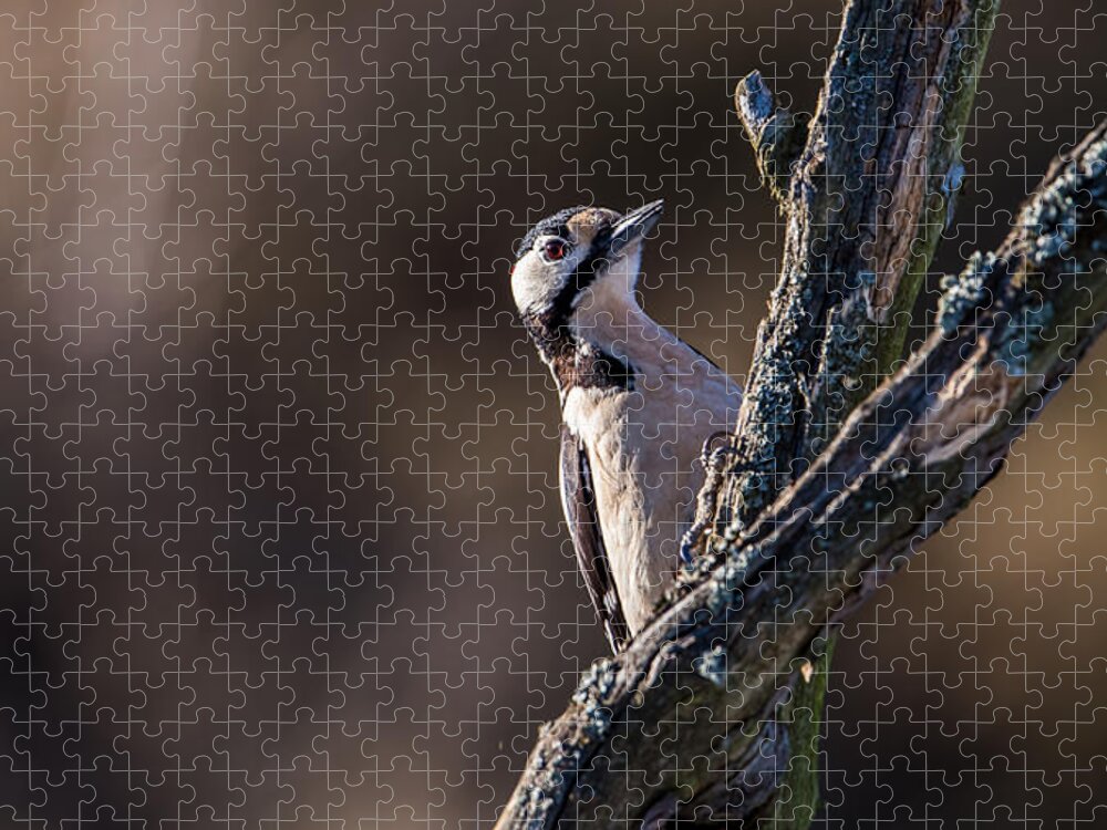 Woodpecker Jigsaw Puzzle featuring the photograph Hiding by Torbjorn Swenelius