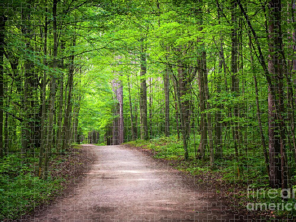 Trail Jigsaw Puzzle featuring the photograph Hiking trail in green forest by Elena Elisseeva