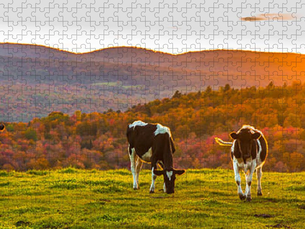 Cows Jigsaw Puzzle featuring the photograph Hilltop Herd by Tim Kirchoff