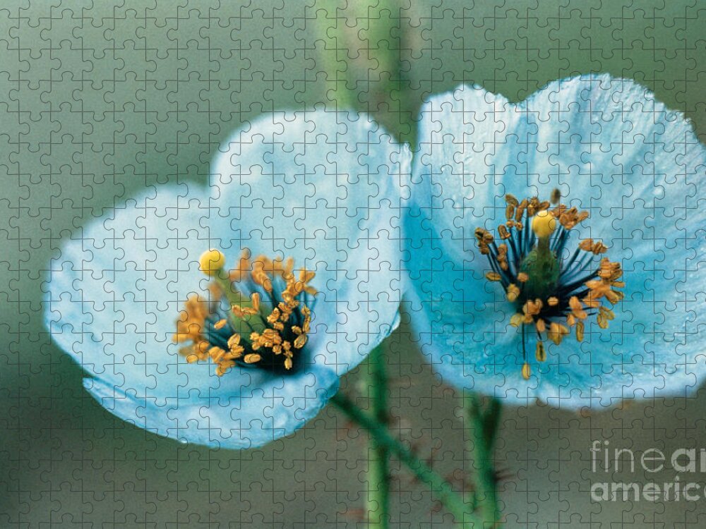 Himalayan Blue Poppy Jigsaw Puzzle featuring the photograph Himalayan Blue Poppy by American School