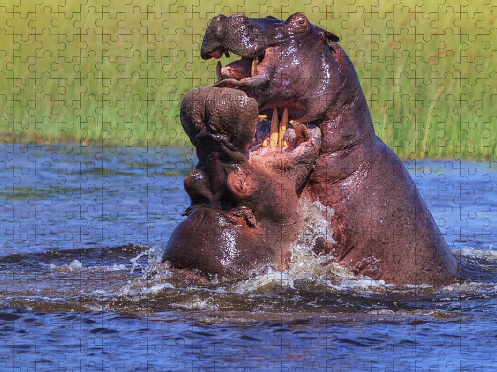 Africa Jigsaw Puzzle featuring the photograph Hippo by the Throat by Sylvia J Zarco