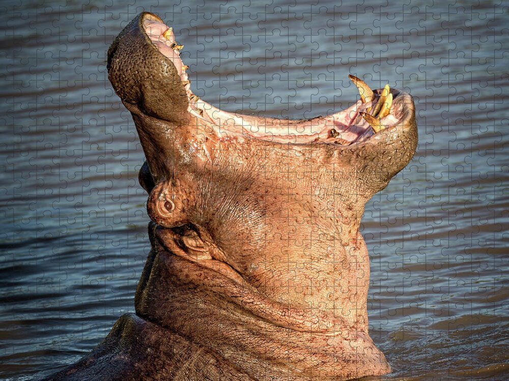 Hippo Jigsaw Puzzle featuring the photograph Hippo Yawn by Steven Upton