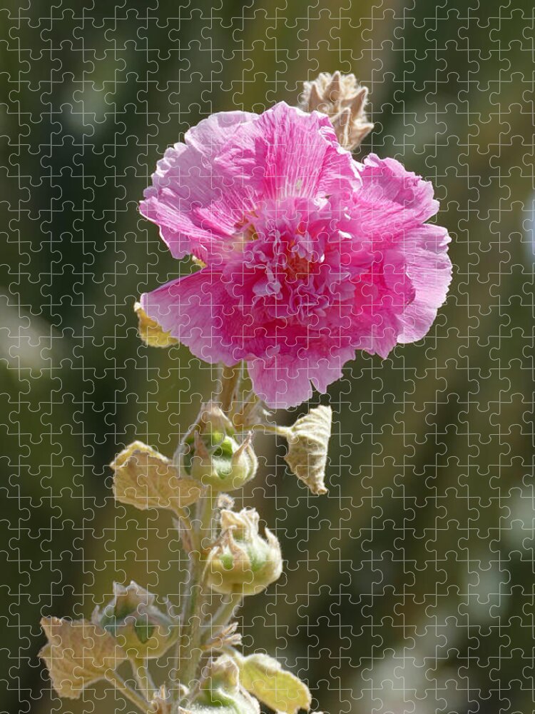 Nature Jigsaw Puzzle featuring the photograph Hollyhock by Laurel Powell