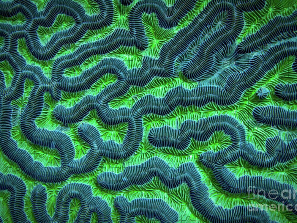 Green Brain Coral Jigsaw Puzzle featuring the photograph Honduran Brain Coral by Doug Sturgess
