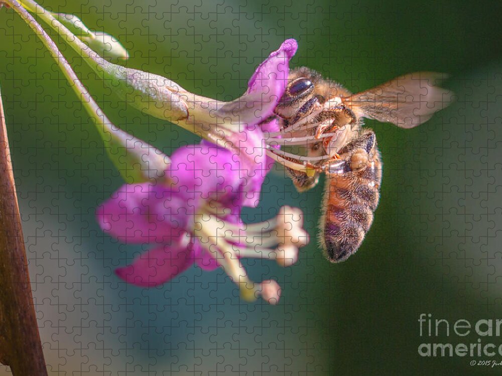Animal Jigsaw Puzzle featuring the photograph Honey bee on Goji berry flower by Jivko Nakev
