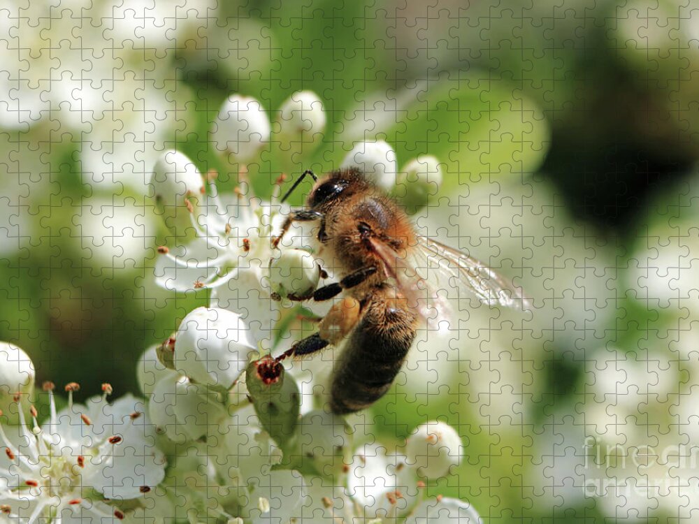 Honey Bee Feeds On The Nectar Honey Bee Onwhite Flowers Pollen Jigsaw Puzzle featuring the photograph Honey bee on white flowers by Julia Gavin