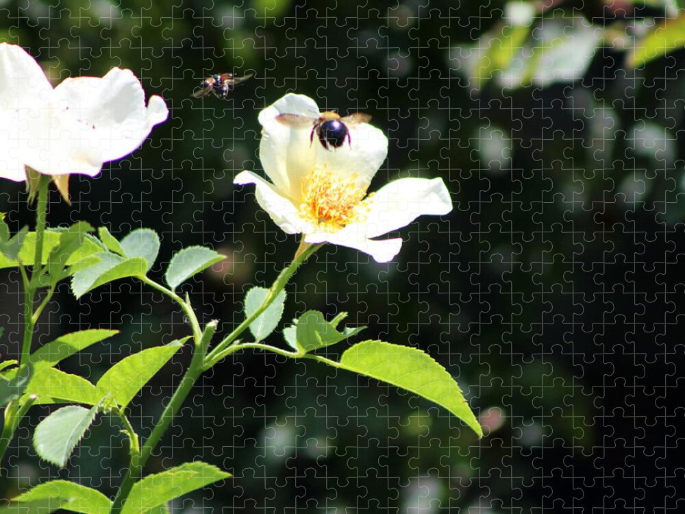 Honey Bee Jigsaw Puzzle featuring the photograph Honey Bees in Flight over White Rose by Colleen Cornelius