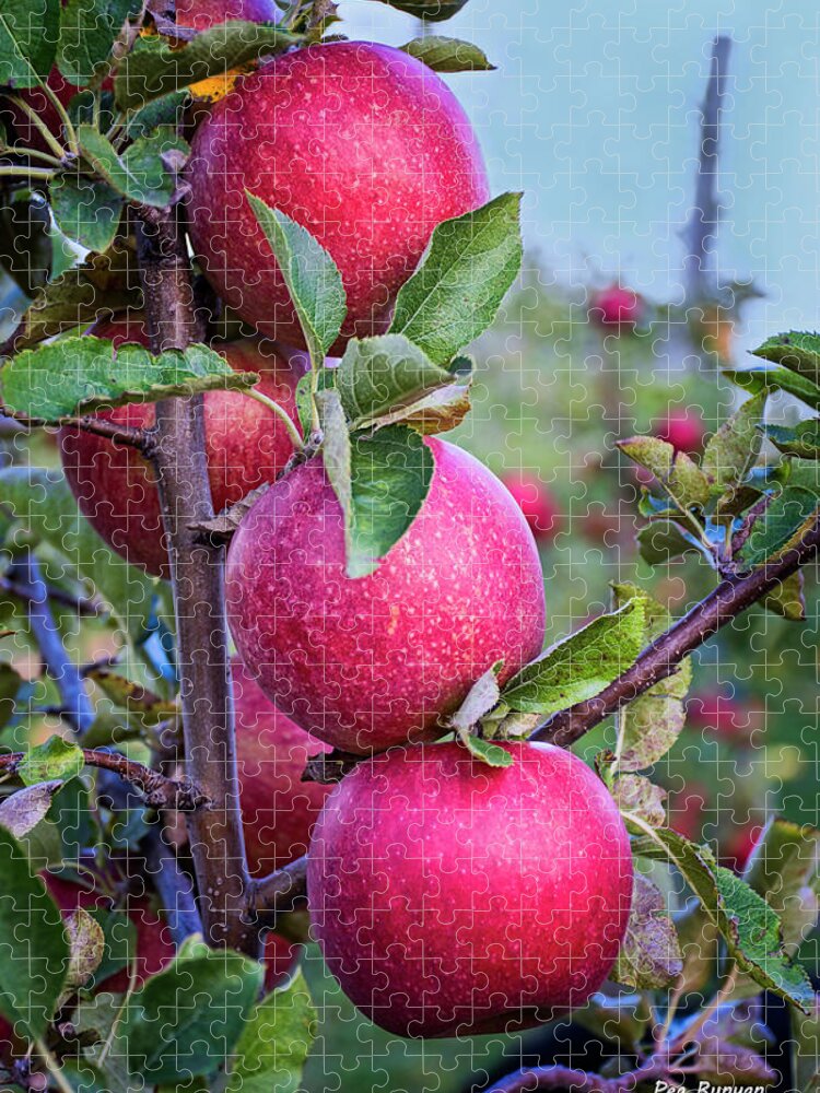 Apples Jigsaw Puzzle featuring the photograph Honeycrisp Harvest by Peg Runyan