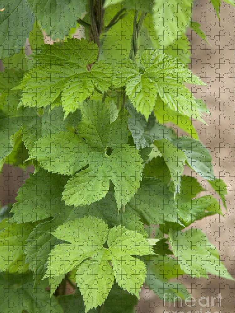 Leaves Jigsaw Puzzle featuring the photograph Hop Leaves On Plant by Inga Spence