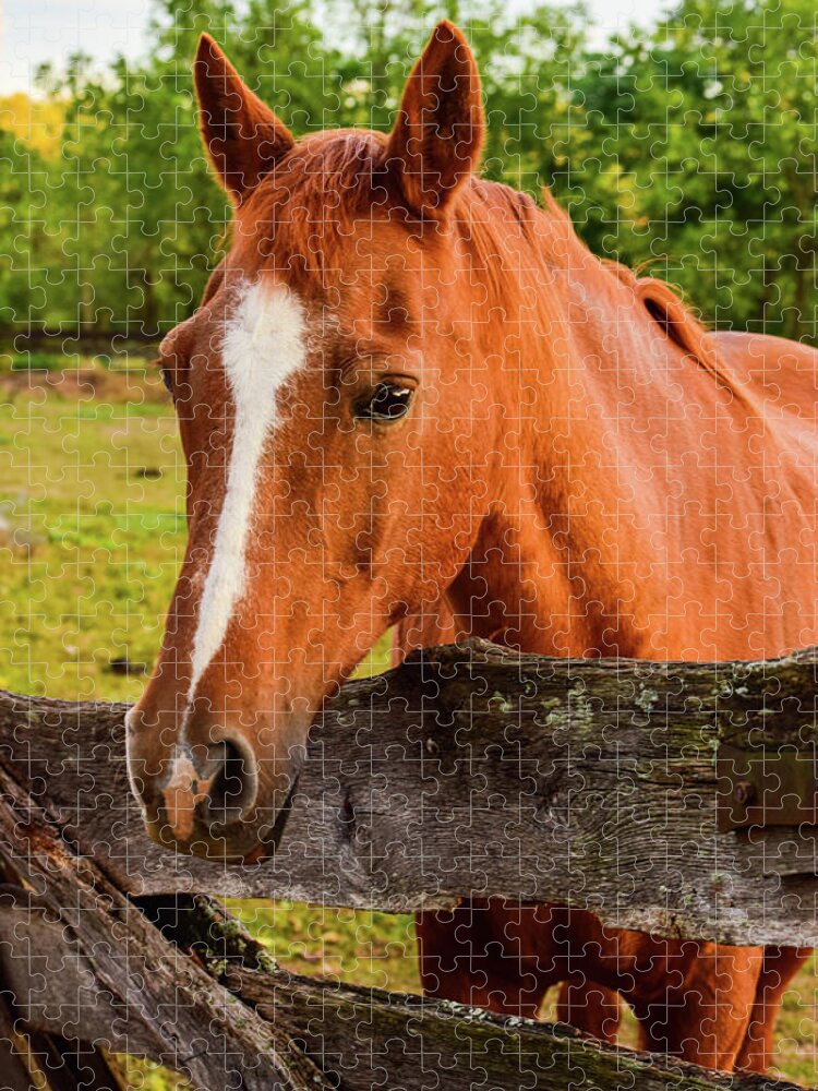 Horse Jigsaw Puzzle featuring the photograph Horse Friends by Nicole Lloyd