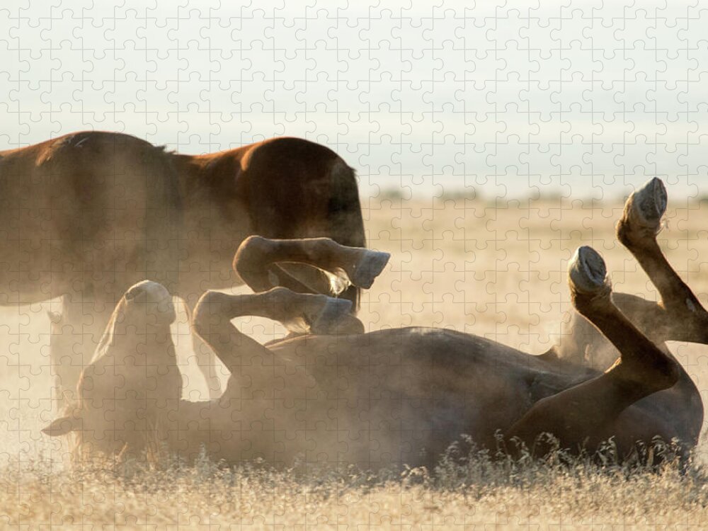 Wild Horse Jigsaw Puzzle featuring the photograph Horse Playing in Dirt by Wesley Aston