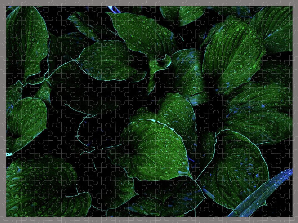 Hosta Succulent Garden Home Perennial Tuber Bulb Water Rain Formation Droplet Drop Morning Dew Fascinating Interesting Dark Background Jigsaw Puzzle featuring the photograph Hostas After the Rain II by Leon DeVose