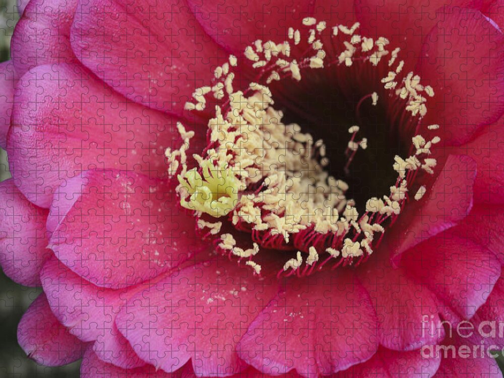 Pink Cactus Bloom Jigsaw Puzzle featuring the photograph Hot Pink Cactus Bloom by Tamara Becker