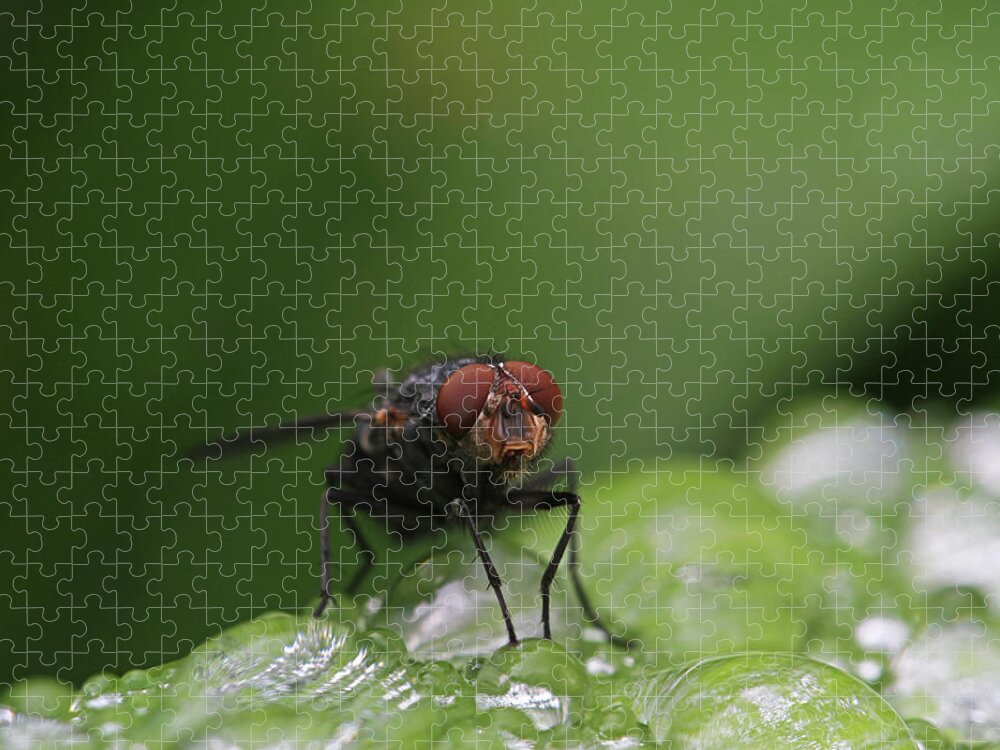 Fly Jigsaw Puzzle featuring the photograph House Fly by Juergen Roth