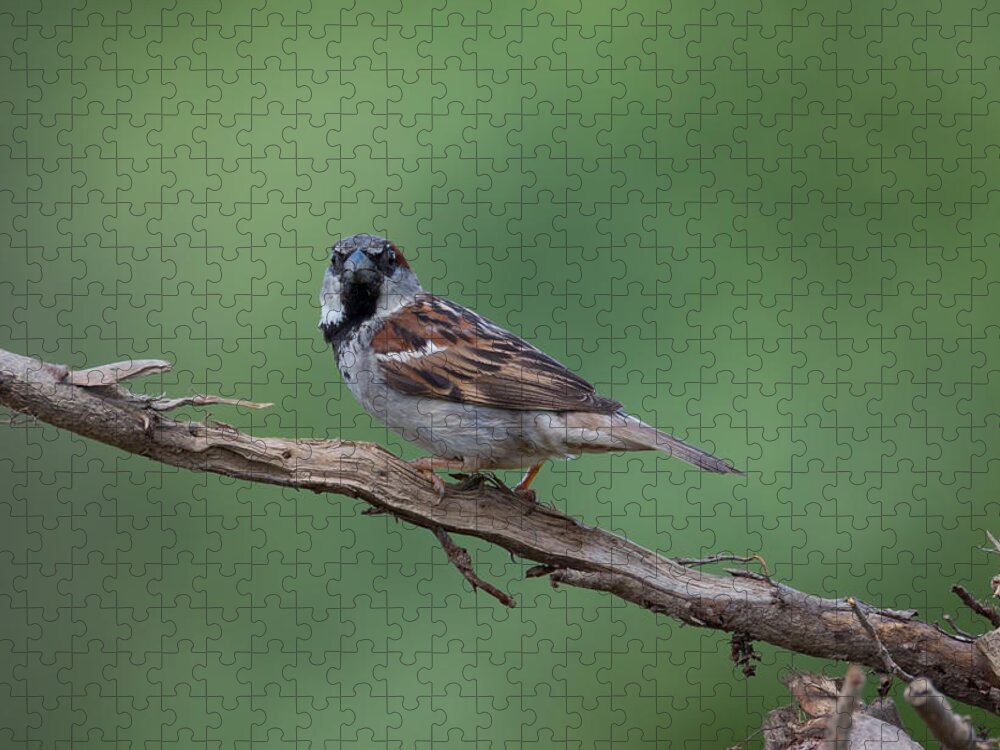 House Sparrow Jigsaw Puzzle featuring the photograph House Sparrow by Holden The Moment