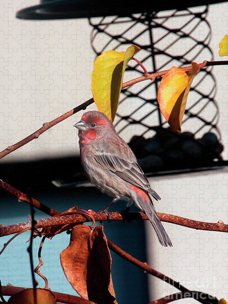 Wildbirds Jigsaw Puzzle featuring the photograph Male House Finch Goes Out on a Limb by Patricia Youngquist