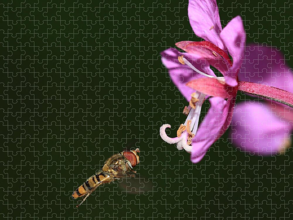 Hoverfly Jigsaw Puzzle featuring the photograph Hoverfly in flight by Maria Gaellman