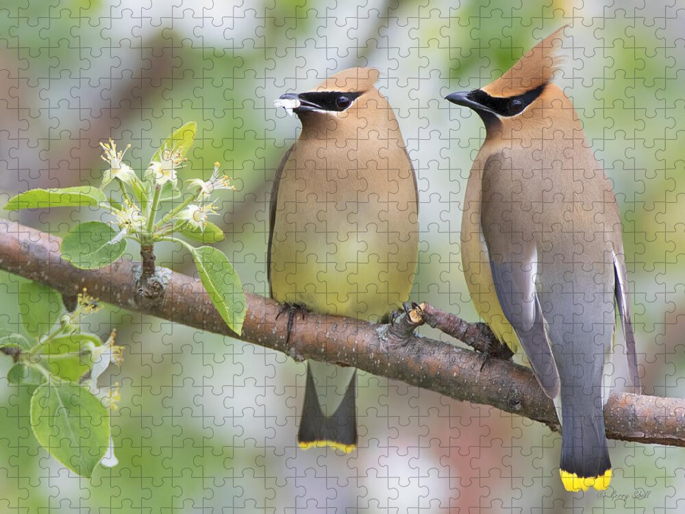 Nature Jigsaw Puzzle featuring the photograph How About Just One Little Peck by Gerry Sibell