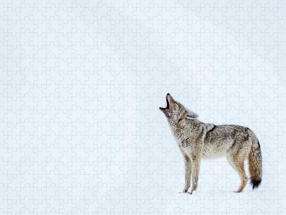 Snow Jigsaw Puzzle featuring the photograph Howling Coyote - Yellowstone by Stuart Litoff