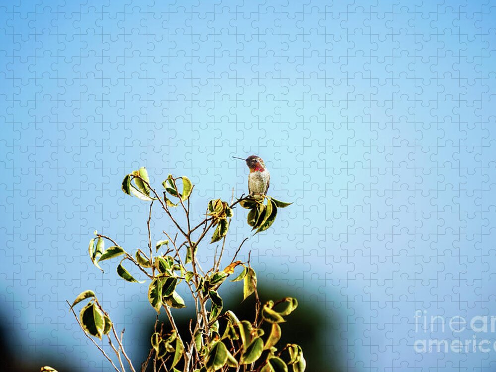 Humming Bird Jigsaw Puzzle featuring the photograph Humming Bird on a branch by Micah May