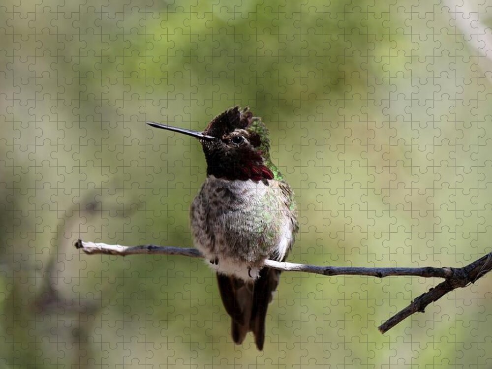 Hummingbird Jigsaw Puzzle featuring the photograph Hummingbird - 5 by Christy Pooschke