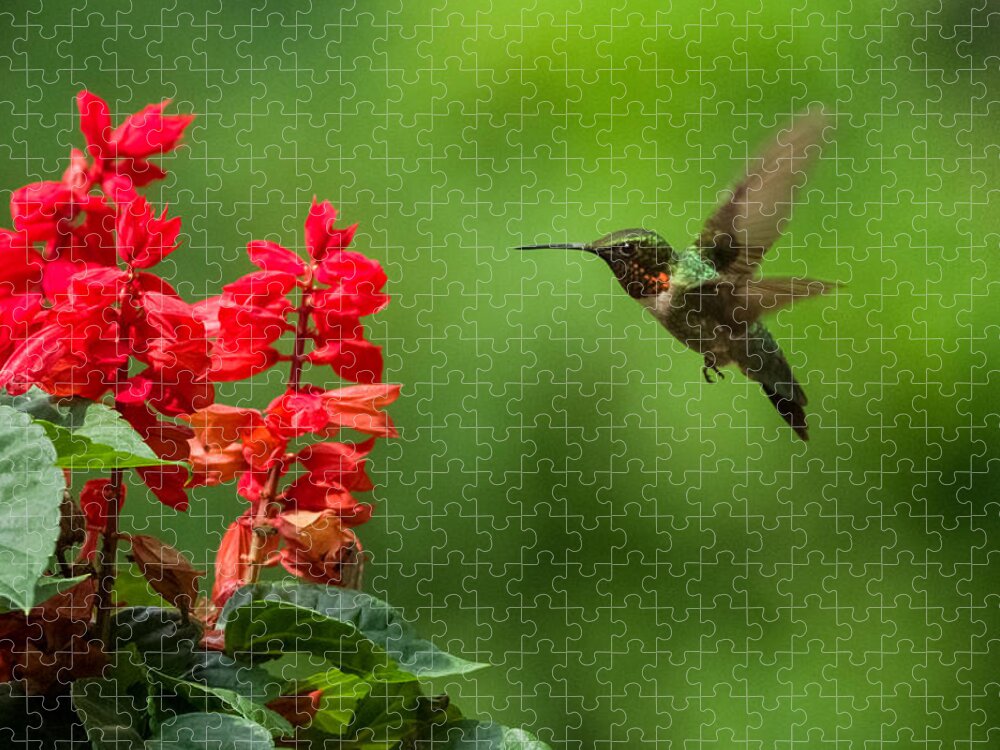 Da* 300 Jigsaw Puzzle featuring the photograph Hummingbird and Scarlet Sage by Lori Coleman