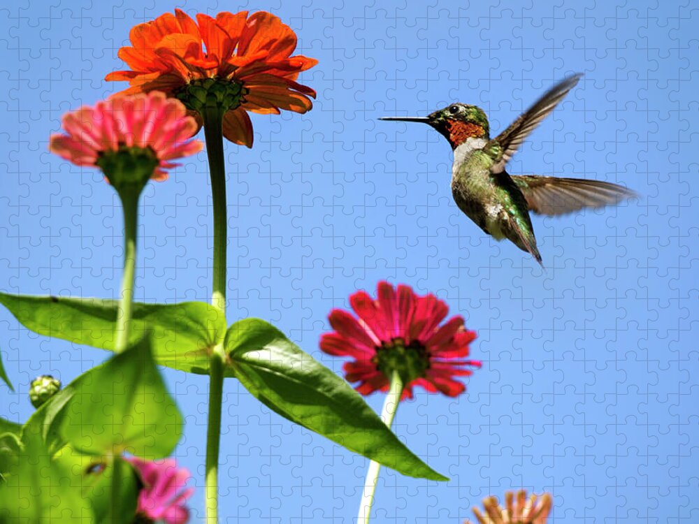 Hummingbird Jigsaw Puzzle featuring the photograph Hummingbird Happiness by Christina Rollo