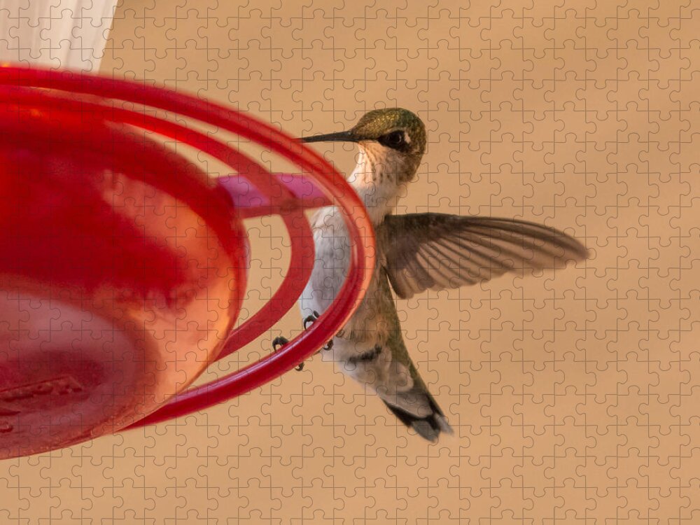 Hummingbird Jigsaw Puzzle featuring the photograph Hummingbird Hello by Holden The Moment