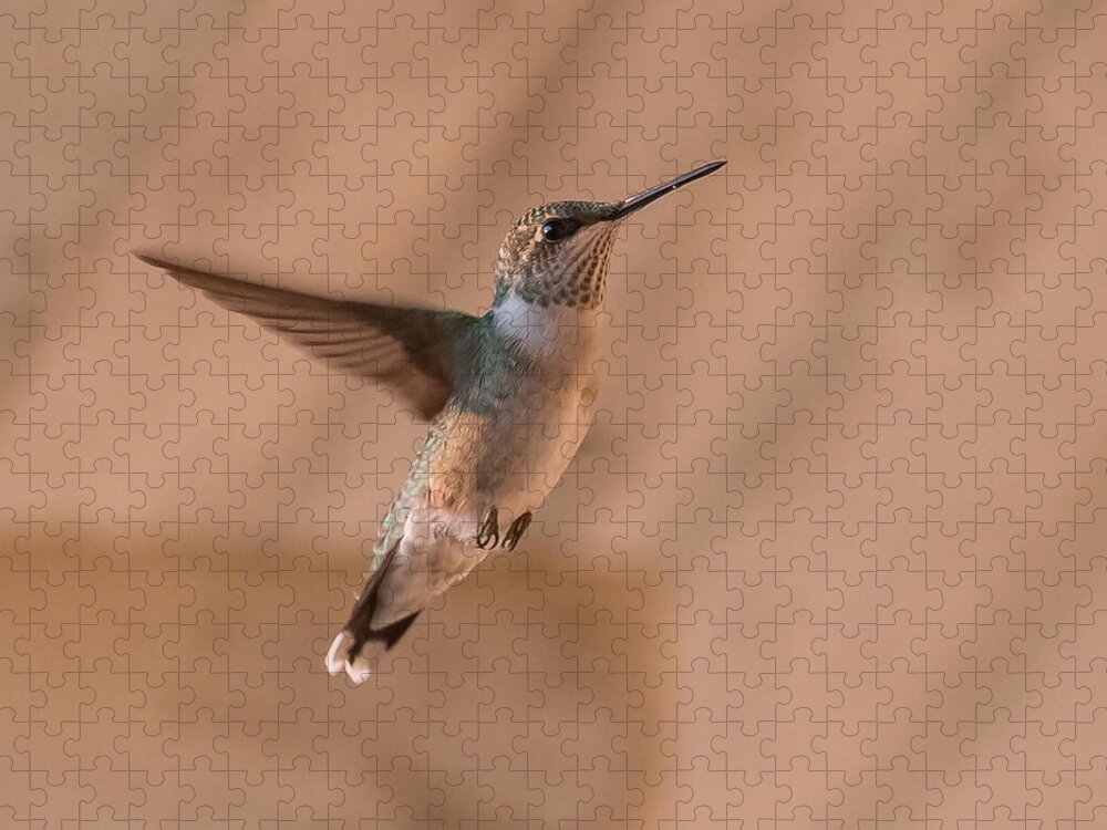 Hummingbird Jigsaw Puzzle featuring the photograph Hummingbird In Flight by Holden The Moment