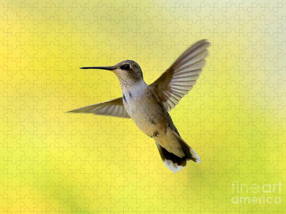 Hummingbird Jigsaw Puzzle featuring the photograph Hummingbird in Yellow by Carol Groenen