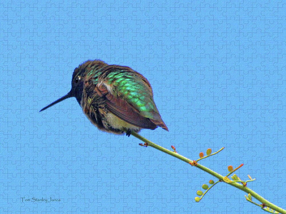 Hummingbird Resting Jigsaw Puzzle featuring the photograph Hummingbird Resting by Tom Janca