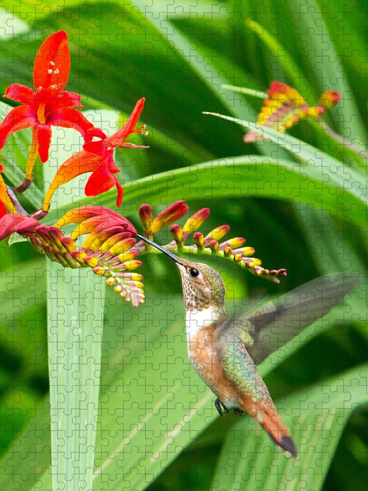 Hummingbird Jigsaw Puzzle featuring the photograph Hummingbird Snacking by Rebecca Cozart