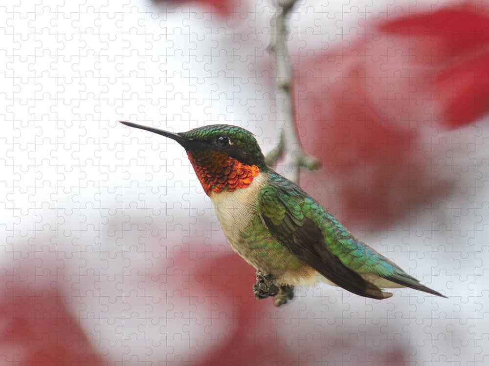 Archilochus Colubris Jigsaw Puzzle featuring the photograph Hummingbird Watch Tower by Lara Ellis