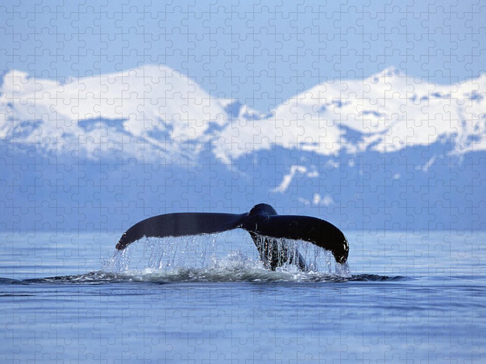 Mp Jigsaw Puzzle featuring the photograph Humpback Whale Megaptera Novaeangliae by Konrad Wothe