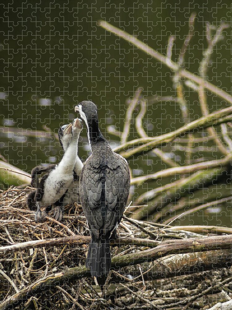 Pied Shag Jigsaw Puzzle featuring the photograph Hungry Pied Shag Chicks by Racheal Christian