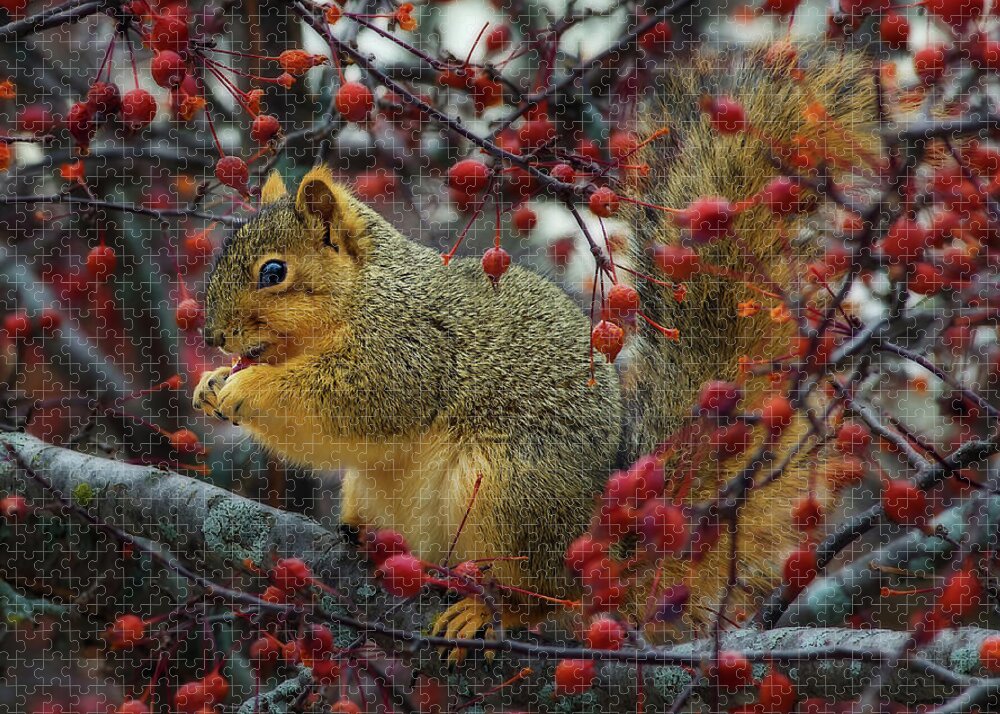 Squirrel Tree Crabapple Nature Animal Winter Autumn Wildlife Eating Jigsaw Puzzle featuring the photograph Hungry Squirrel - squirrel dining on brilliant red crabapples in late autumn by Peter Herman