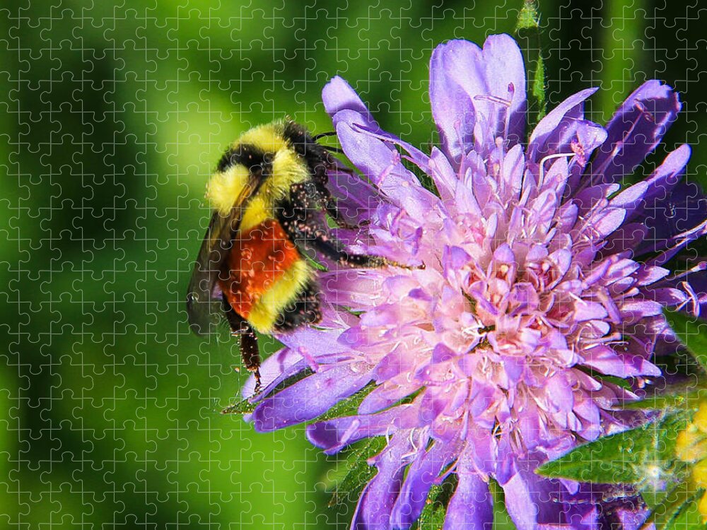 Hunt's Bumble Bee Jigsaw Puzzle featuring the photograph Hunt's Bumble Bee by Juli Ellen