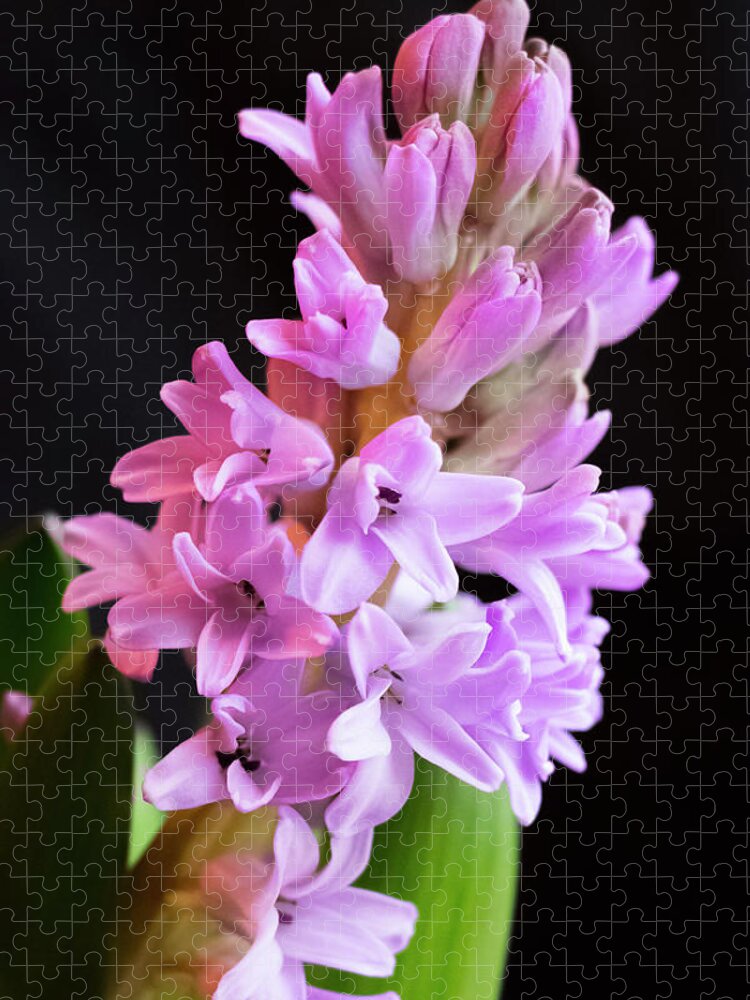 Hyacinth Jigsaw Puzzle featuring the photograph Hyacinth by Cristina Stefan
