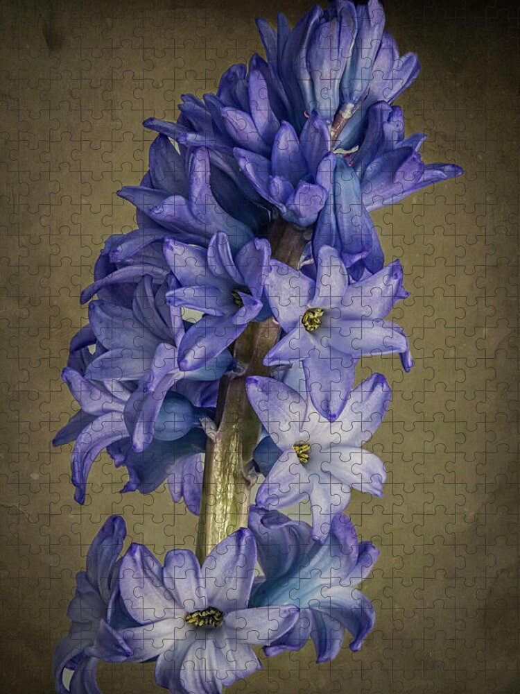 Flowers Jigsaw Puzzle featuring the photograph Hyacinth by John Roach