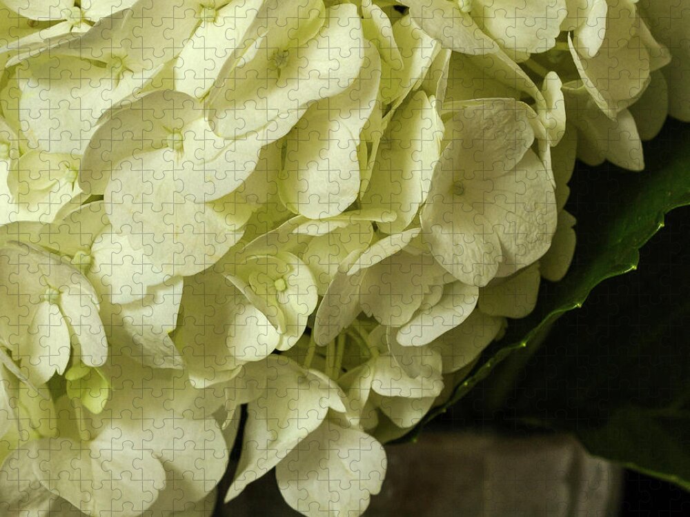 Hydrangea Jigsaw Puzzle featuring the photograph Hydrangea by Cheryl Day
