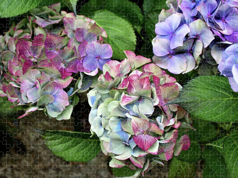 Flowers Jigsaw Puzzle featuring the photograph Hydrangea Trio by Venetia Featherstone-Witty