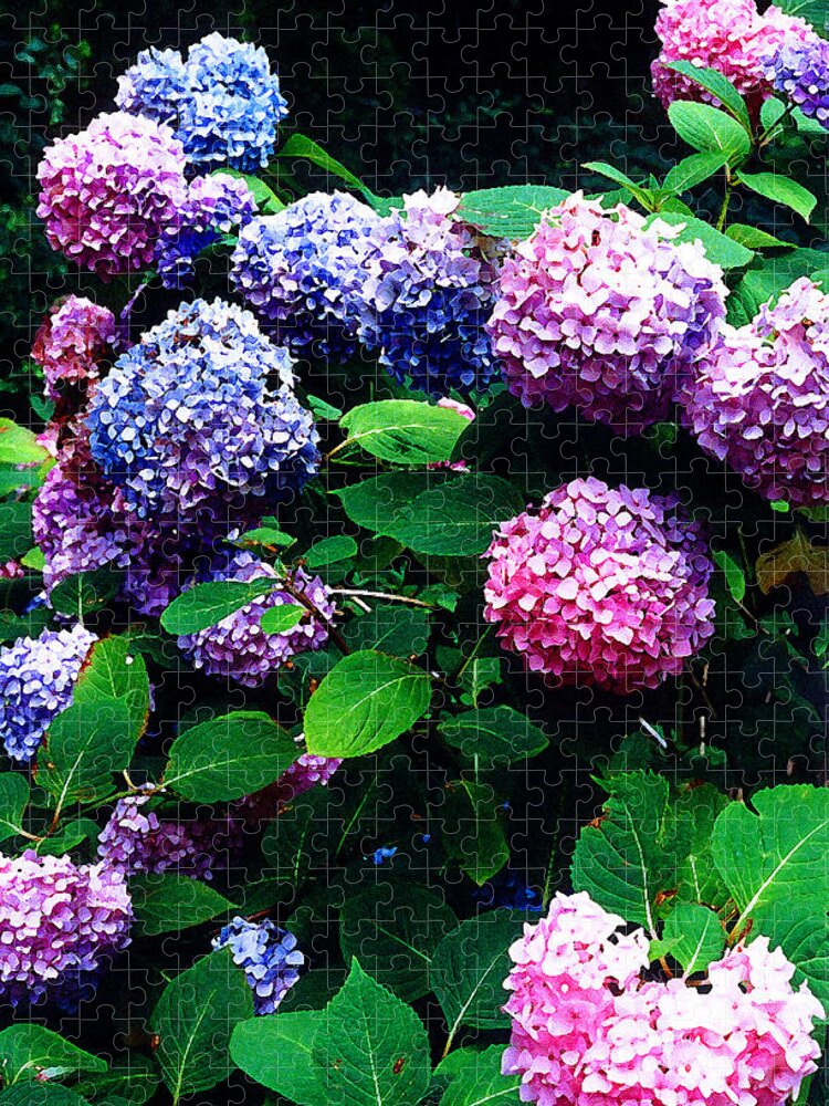 Flowers Jigsaw Puzzle featuring the photograph Hydrangeas by Nancy Mueller