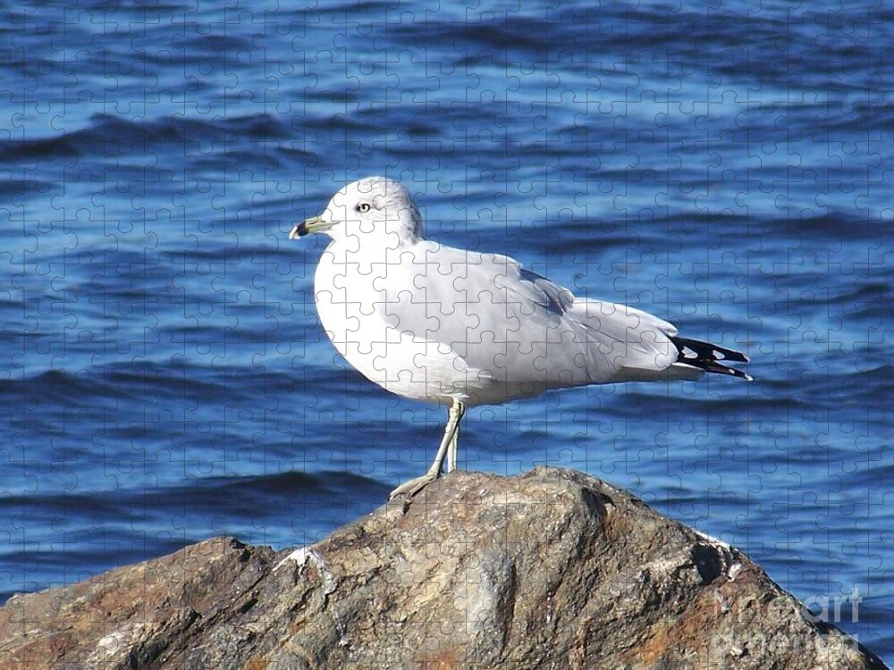 Seagull Jigsaw Puzzle featuring the photograph I am a Rock Star - Photograph by Jackie Mueller-Jones