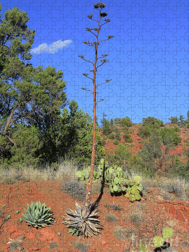 Agave Jigsaw Puzzle featuring the photograph I Flower Only Once by Teresa Zieba