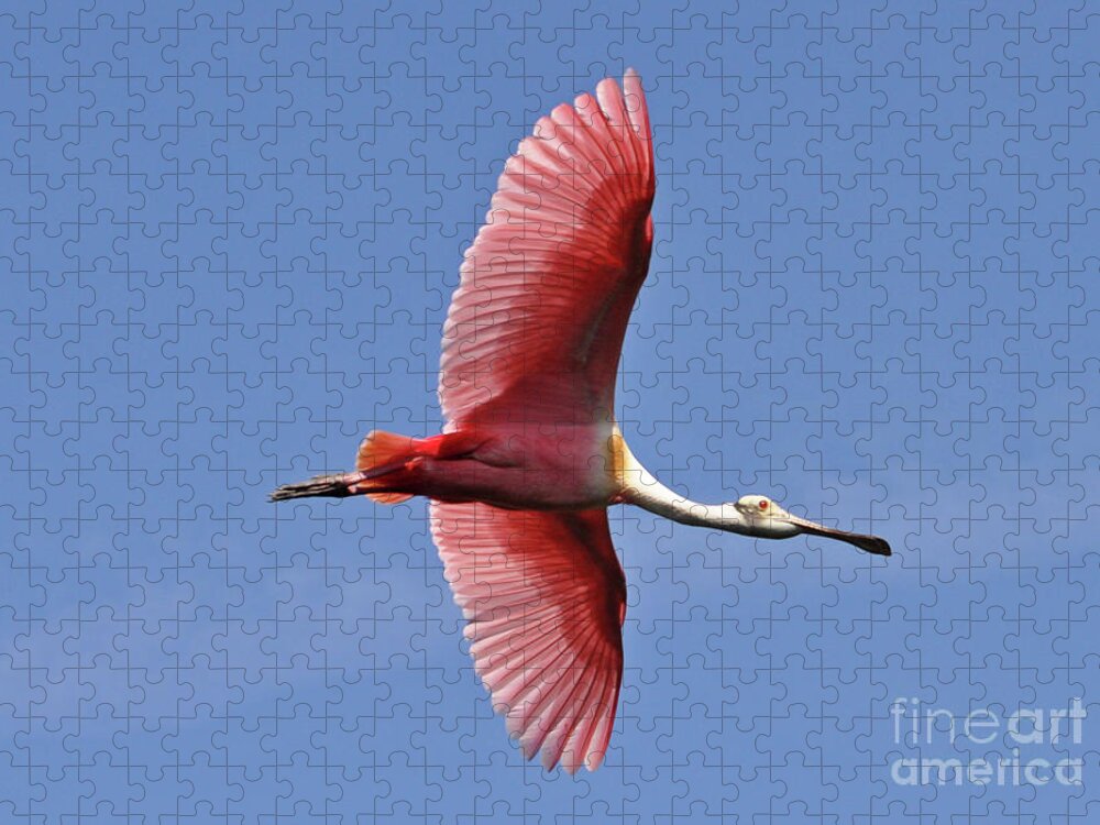 Roseate Spoonbill Jigsaw Puzzle featuring the photograph I Wanna Fly Like An Eagle by Lydia Holly