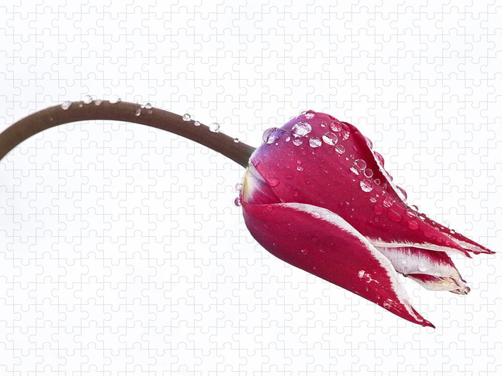 Tulips Jigsaw Puzzle featuring the photograph Ice Drops On Tulip by James Steele