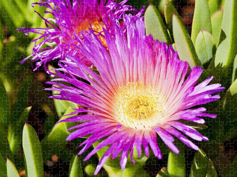 Ice Plant Jigsaw Puzzle featuring the photograph Ice Plant Blossom by Kelley King