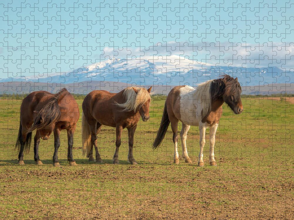 Icelandic Horse Jigsaw Puzzle featuring the photograph Icelanders 0639 by Kristina Rinell